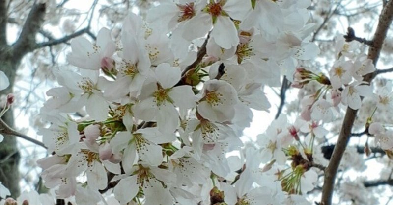 桜の約束