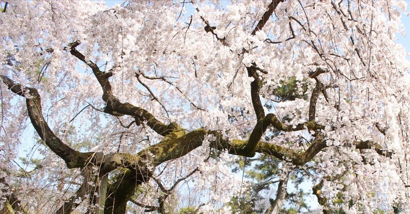 京都の桜のおはなし【後編】京都の散歩道で見る桜