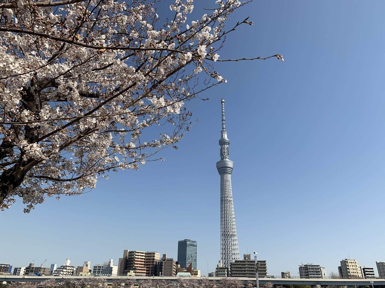 ◉真作保証◉はりたつお◉春の隅田川と東京スカイツリー◉24/300 サイン有り◉ ◉真作保証◉はりたつお◉春の隅田川と東京スカイツリー◉24/