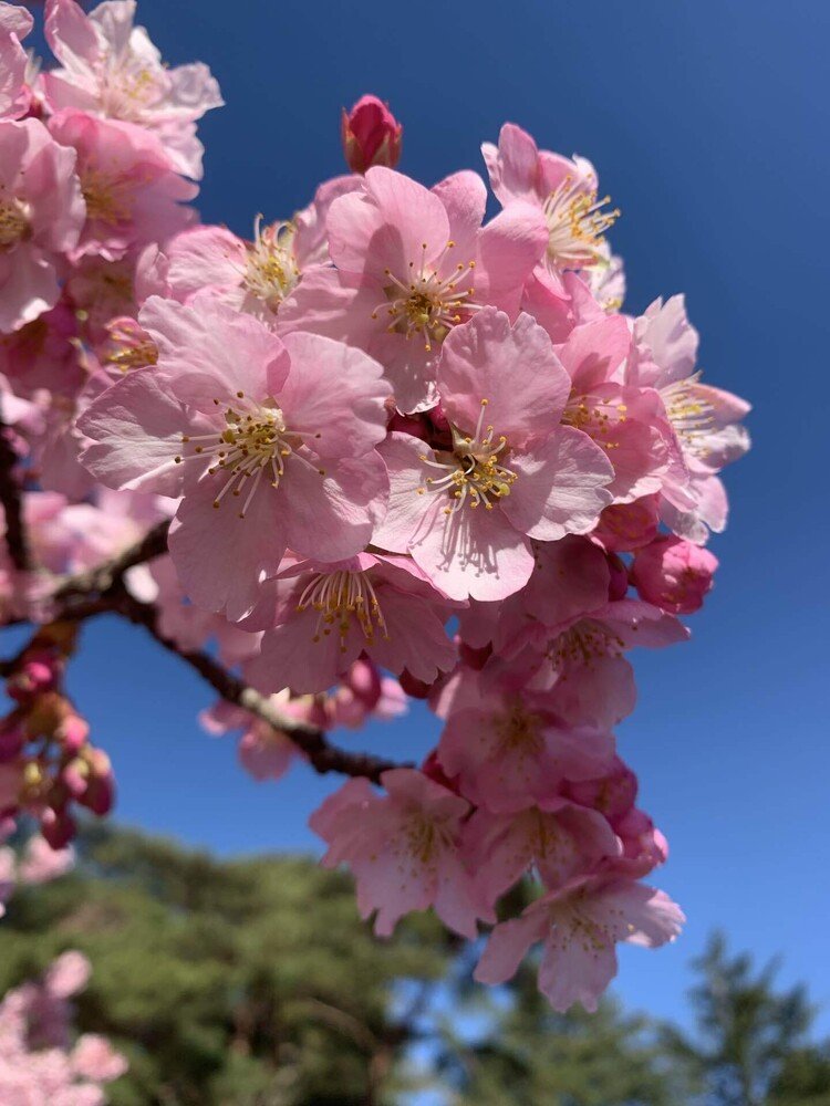 私の住む街の河津桜が満開です。今年は少し遅いけど、ソメイヨシノが入学式の頃に満開になりそうです。