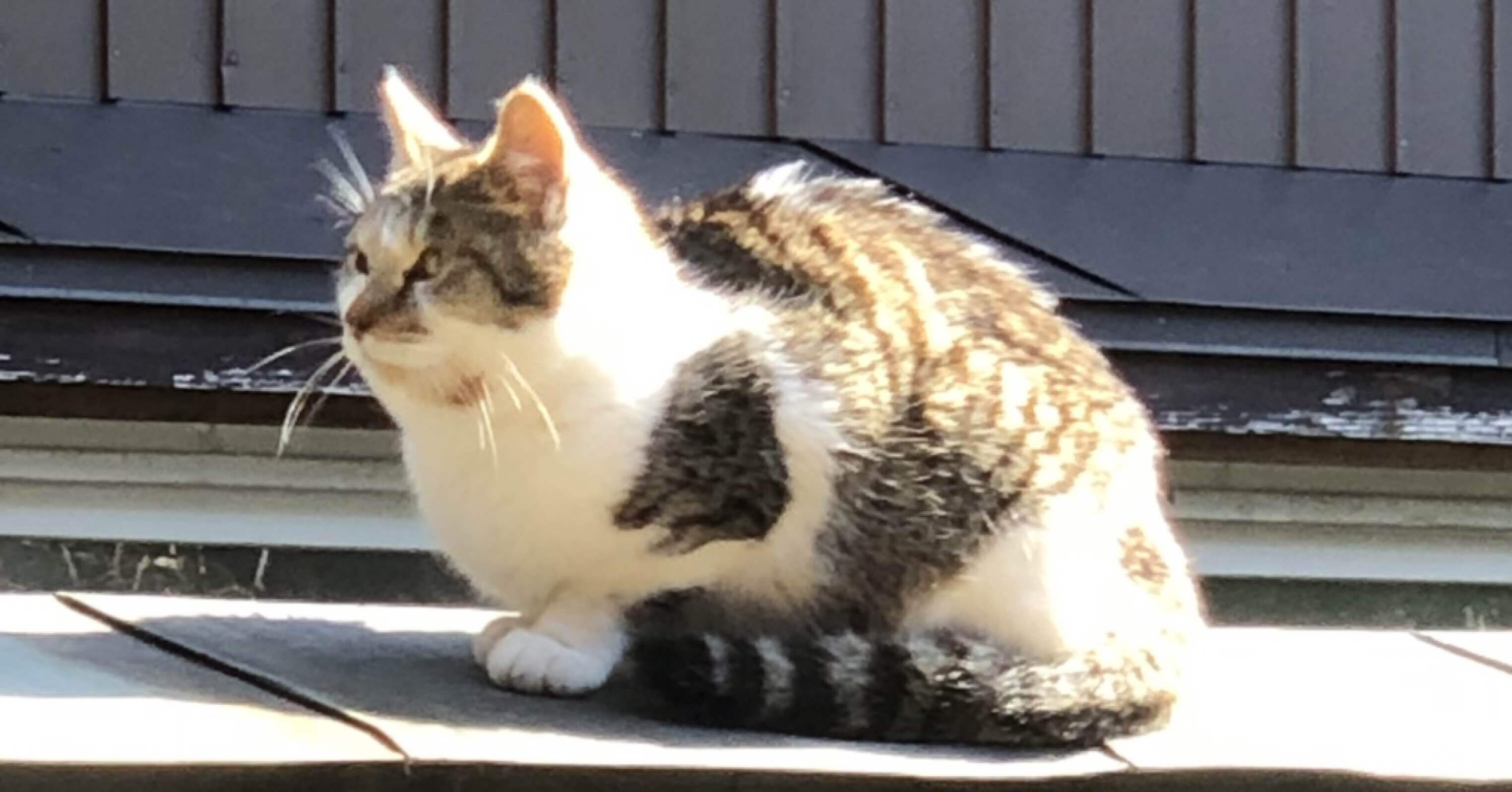 【猫茶】 87e9147c29e8c4449617587b6d3c26