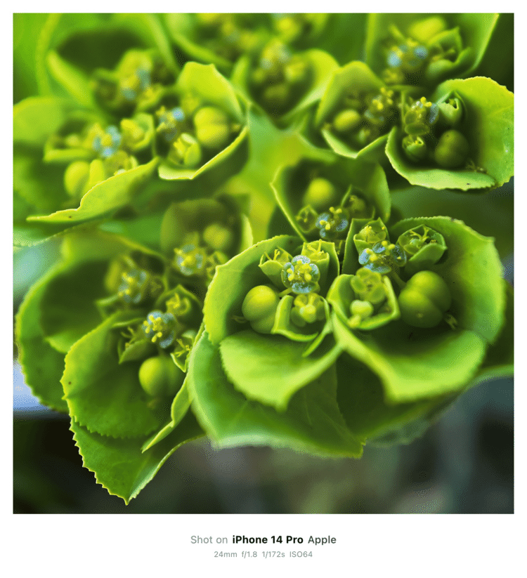#そのへんの3cm vol.2527 iPhoneでマクロ連載#トウダイグサ 一見豪勢な花束に見えるが、よく見ると草の集合体であり、さらによく見るとやっぱり花なやつ。とても複雑で構造が面白い。蜜溜まりに、空が映える。#キンノトラオ目トウダイグサ科 そのへんの3cm
