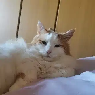ふわみく