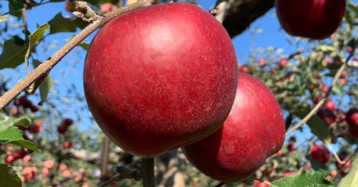 シリアルナンバー有りアンドレ・コタボ「赤い果物」