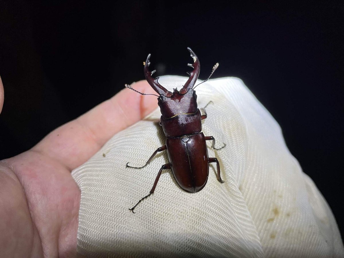 オキナワノコギリクワガタ｜あまね屋さん 