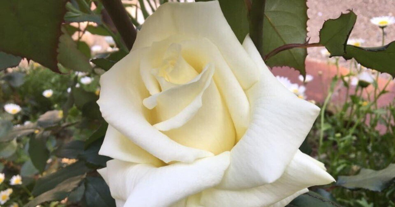 Vol.3 切り花品種として、一世を風靡した白薔薇「ティネケ」｜合同会社RGS