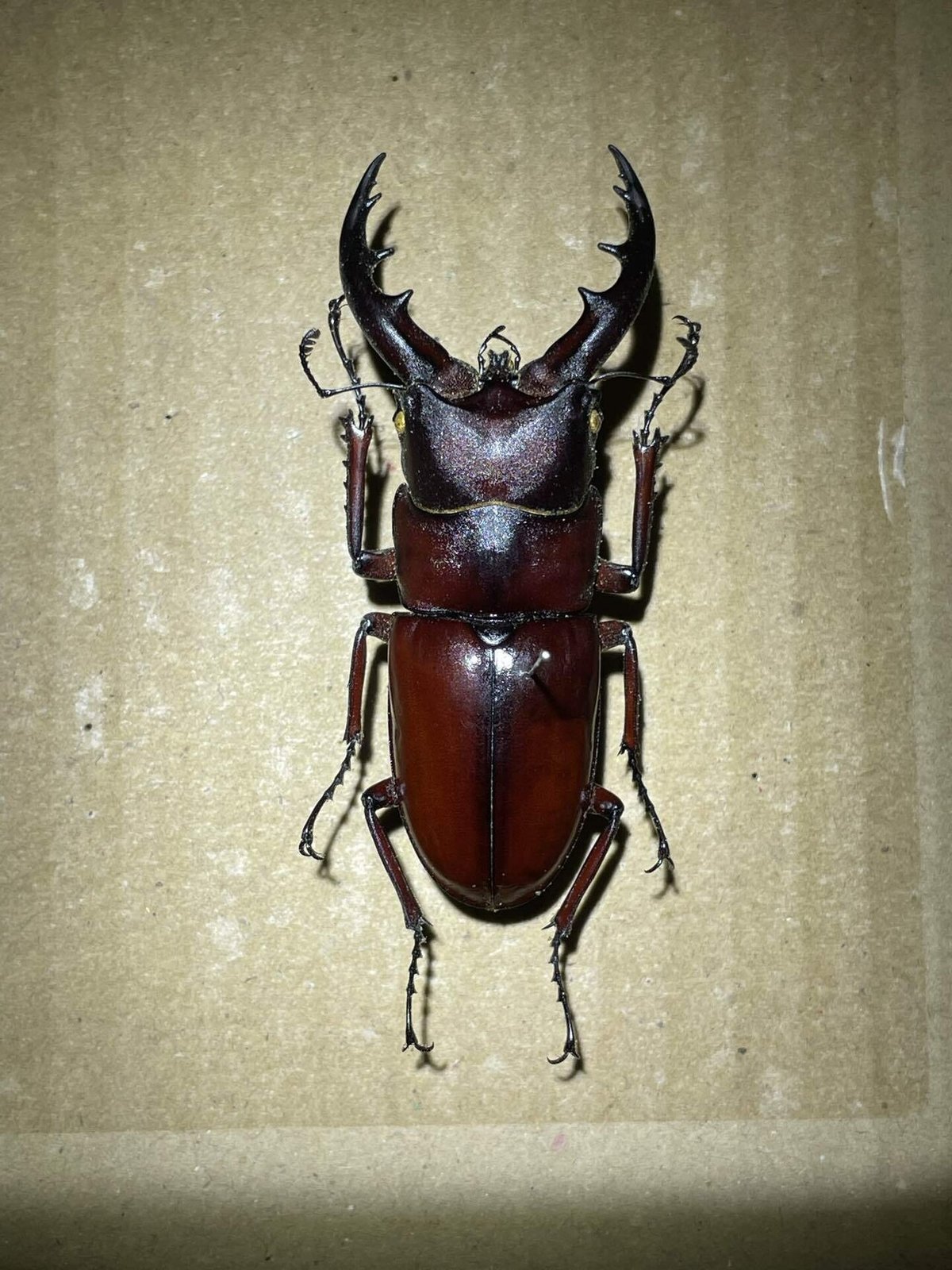 オキナワノコギリクワガタ｜あまね屋さん 