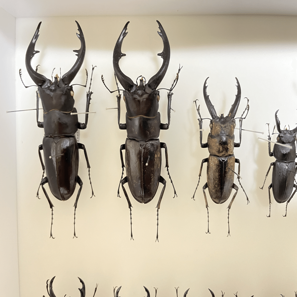 オキナワノコギリクワガタ｜あまね屋さん