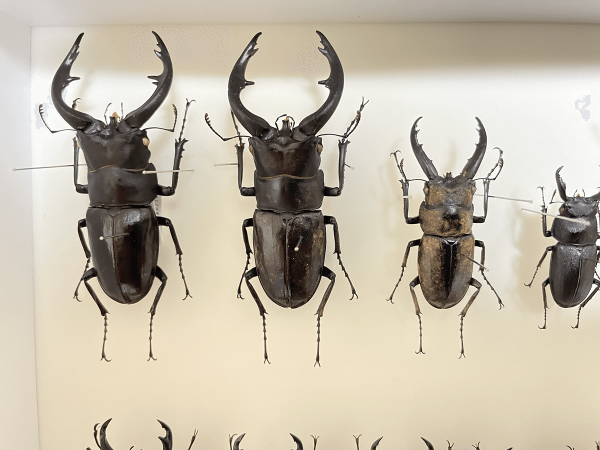 オキナワノコギリクワガタ｜あまね屋さん