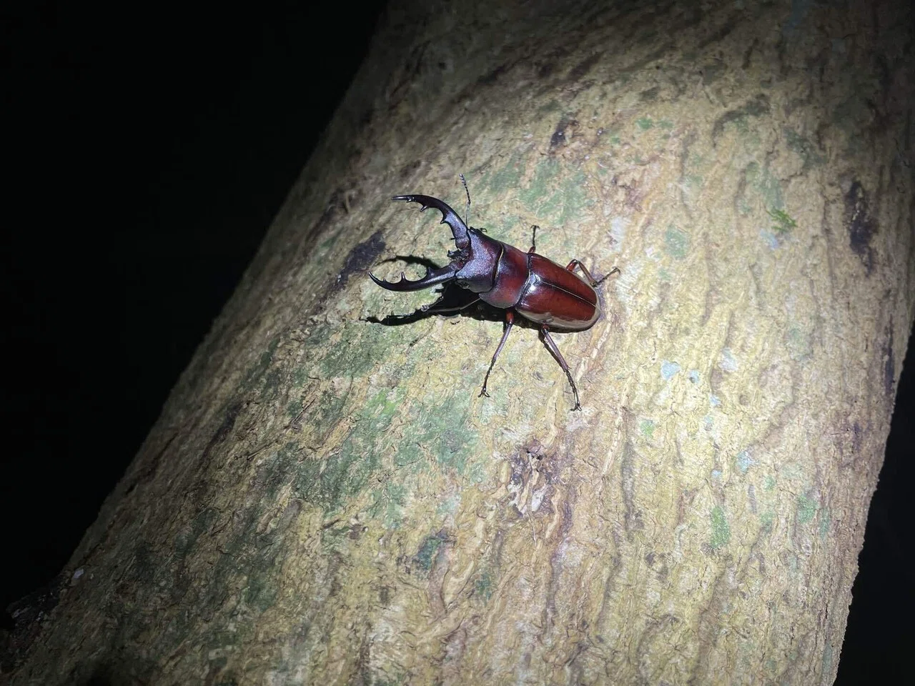 オキナワノコギリ トクノシマノコギリ 野外標本 オキナワノコギリ トクノシマノコギリ 野外標本 【公式通販】