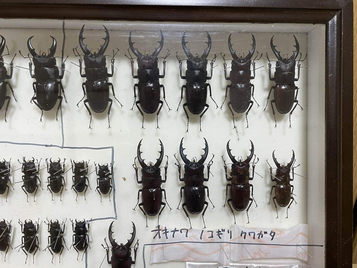 オキナワノコギリクワガタ｜あまね屋さん 