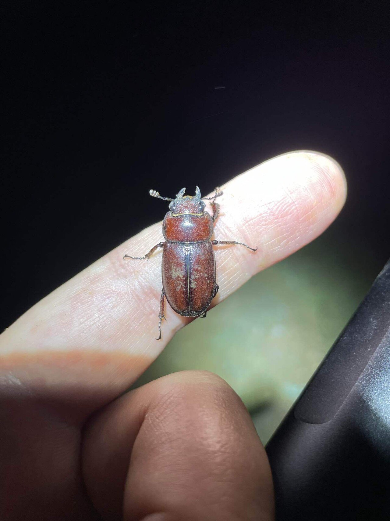 オキナワノコギリクワガタ｜あまね屋さん