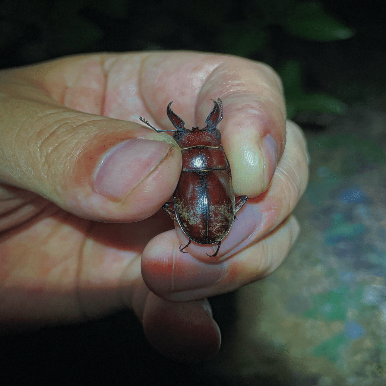 オキナワノコギリクワガタ｜あまね屋さん