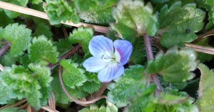 家庭で使える薬草107種　中村臣市郎 51R-wcioJIL._AC_SY200_QL15_.jpg