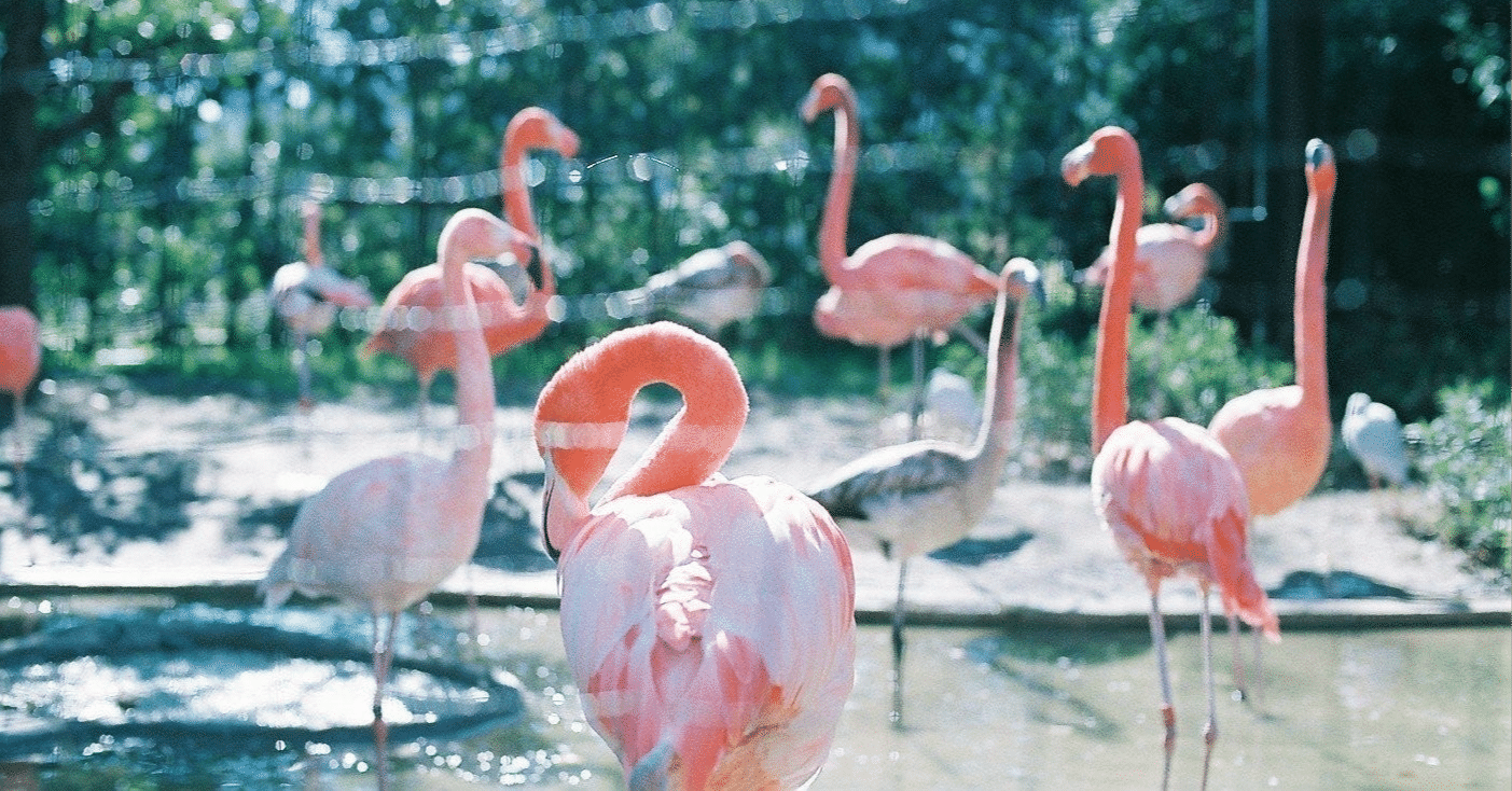 魔曲Mrs.Flamingoについての走り書き｜シオだった