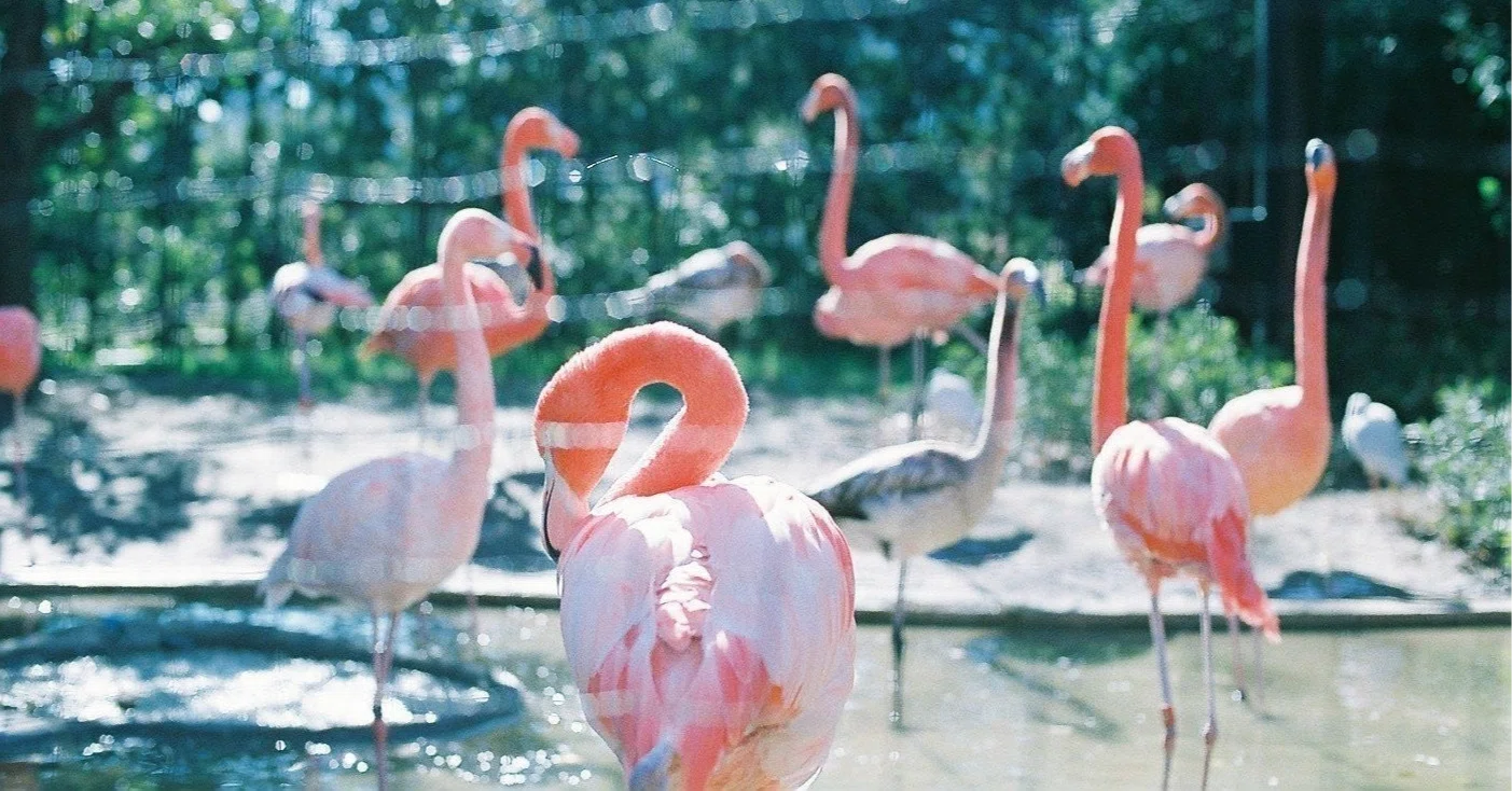 魔曲Mrs.Flamingoについての走り書き｜シオだった