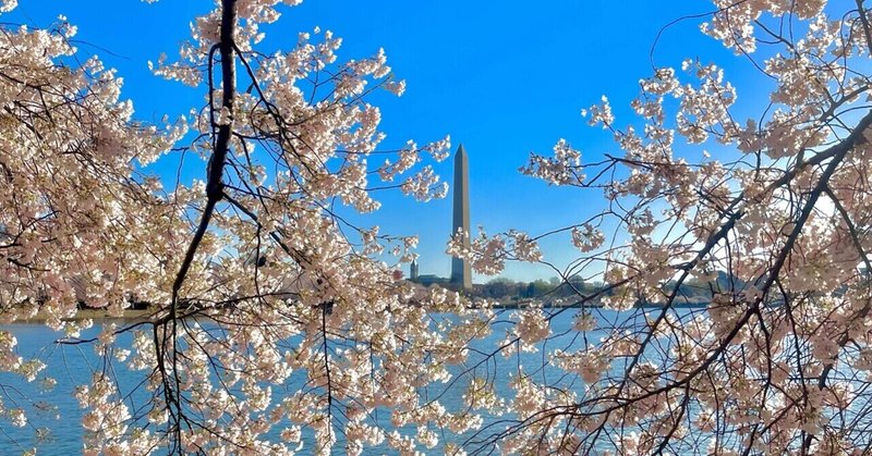ワシントンDCの桜に感動。弾丸女ひとり旅。