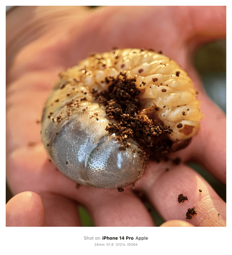 #そのへんの3cm vol.2530 iPhoneでマクロ連載#カブトムシ の幼虫発見ブリンブリン物語。美味そうに見えてきた。#コウチュウ目コガネムシ科