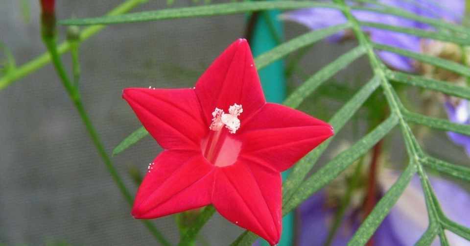 すべての美しい花の画像 最新のhdベルガモット 花 言葉