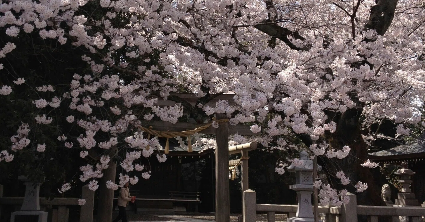 ひたちの桜の名所2024｜大煙突とさくら100年プロジェクト
