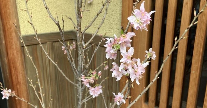 「ブラヒロシ」で巡る六本木の桜