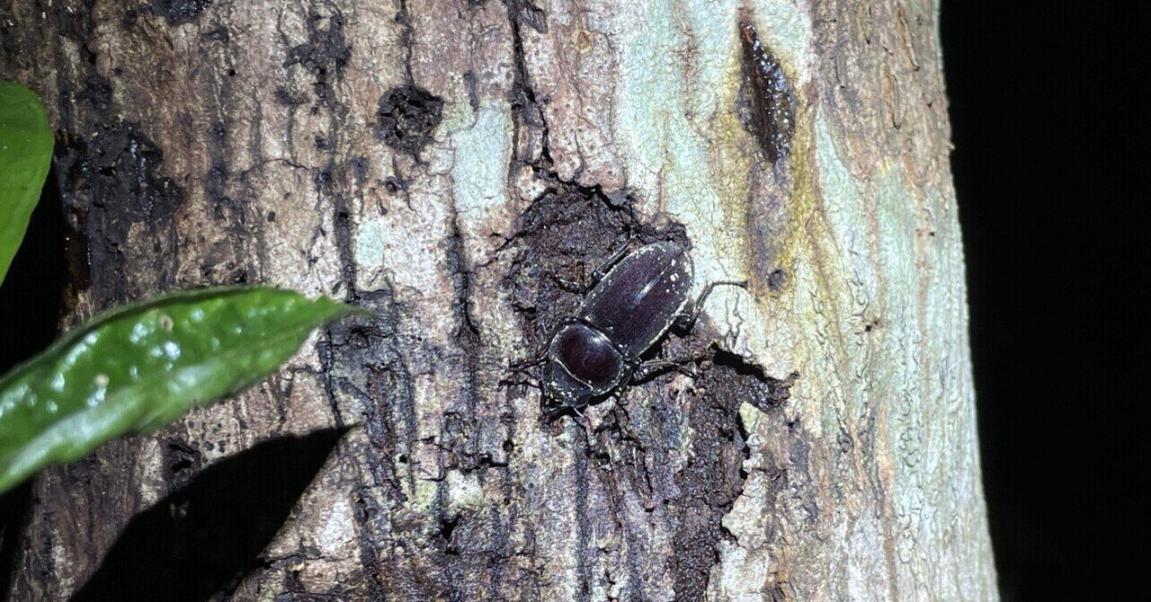 リュウキュウコクワガタ｜あまね屋さん