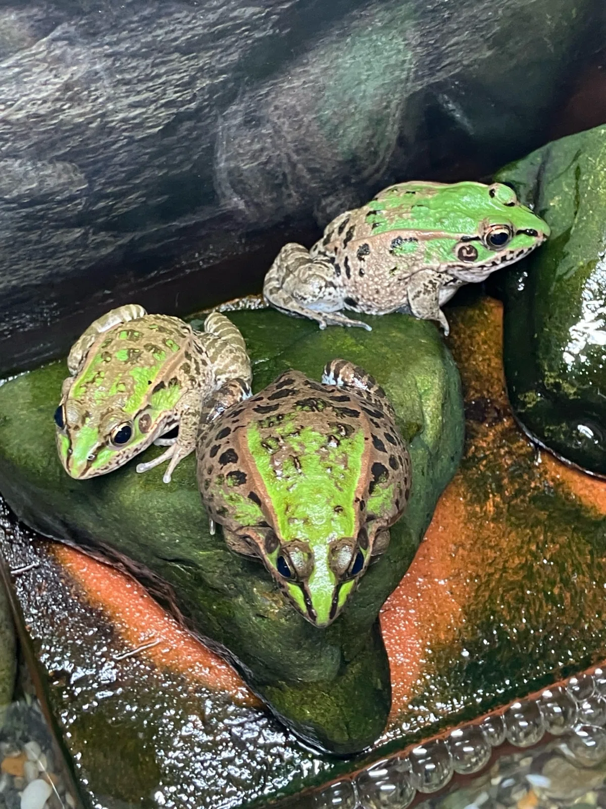 ナゴヤダルマガエルのお話、その2｜どぶりあ