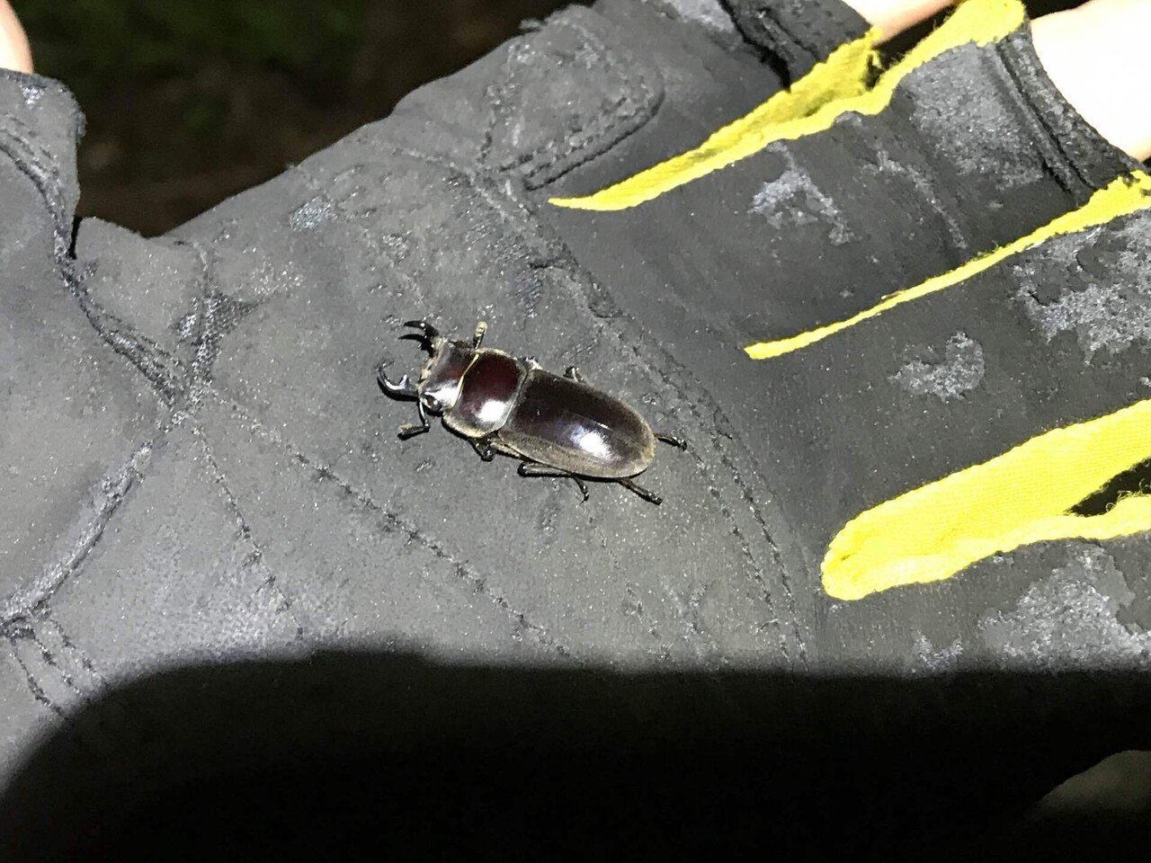 リュウキュウコクワガタ｜あまね屋さん