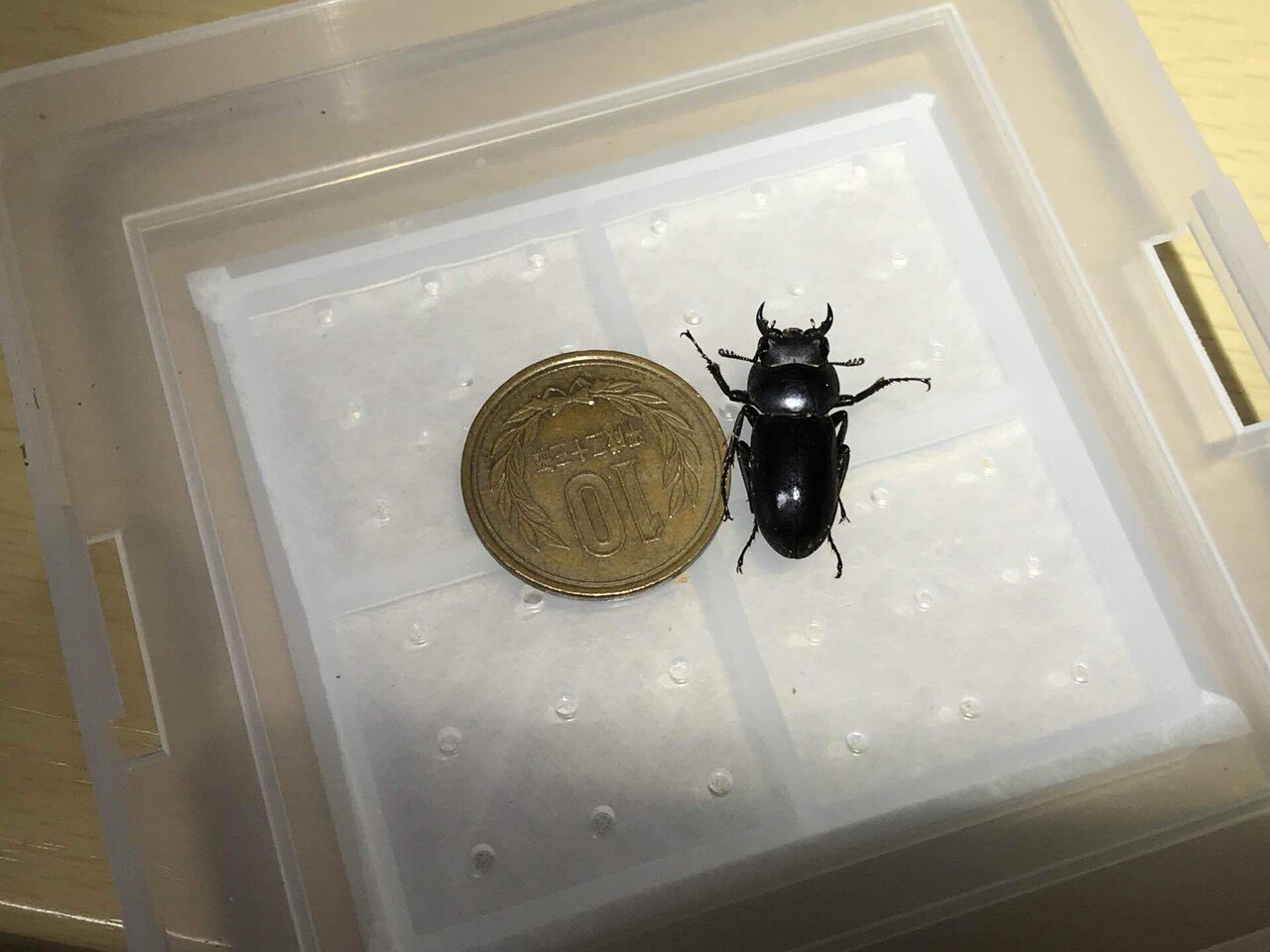 リュウキュウコクワガタ｜あまね屋さん