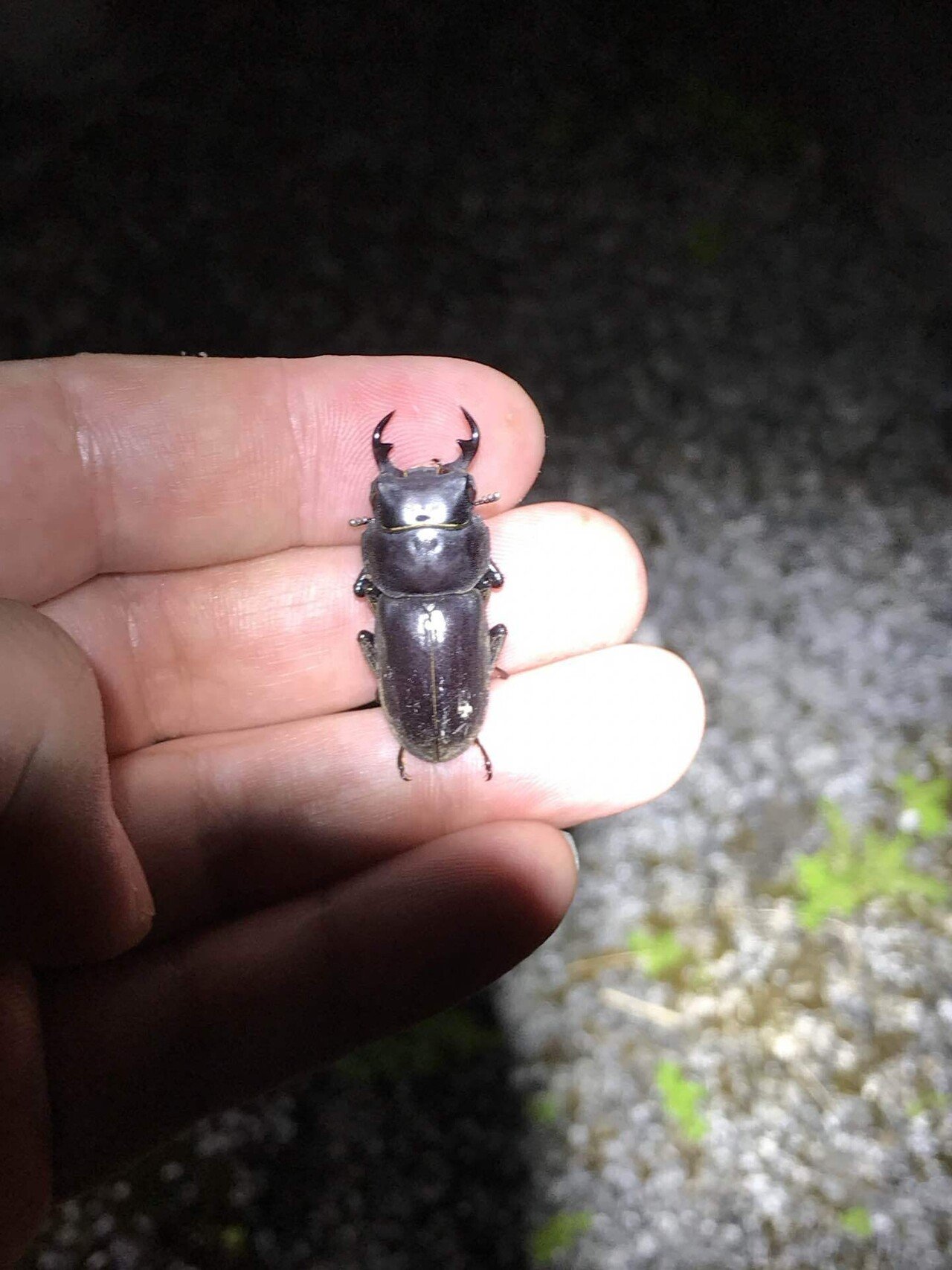 リュウキュウコクワガタ｜あまね屋さん