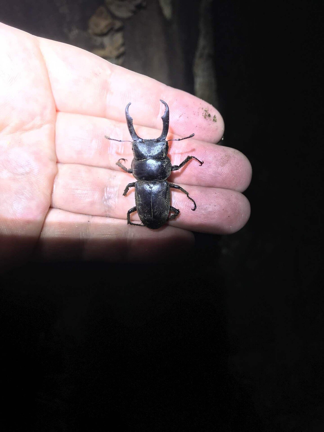 リュウキュウコクワガタ｜あまね屋さん