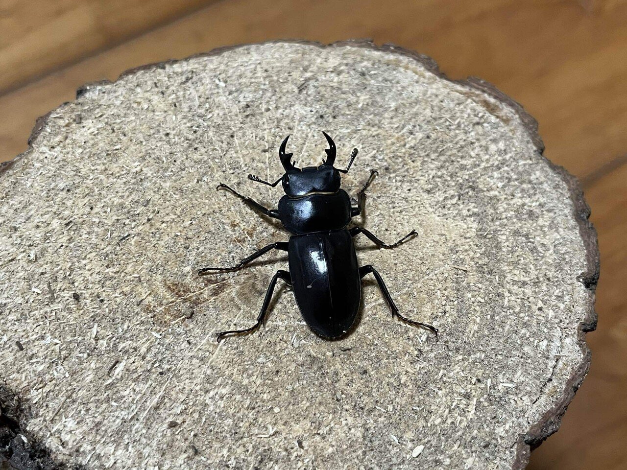 リュウキュウコクワガタ｜あまね屋さん