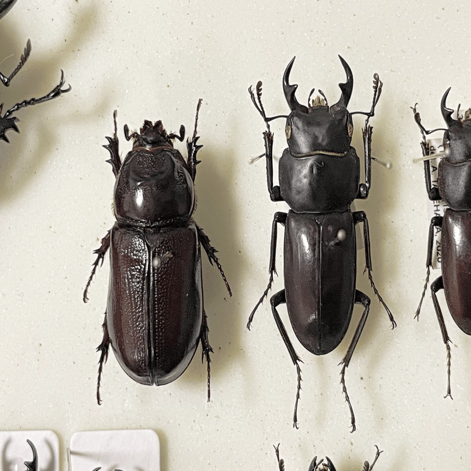 リュウキュウコクワガタ｜あまね屋さん