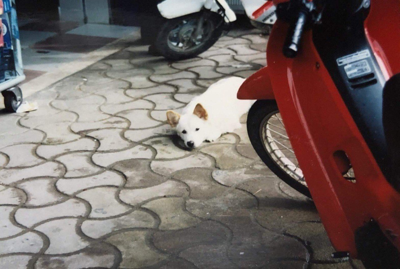 パブロフの犬に 私もなっていた サーシュ Note