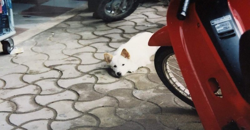 パブロフの犬に 私もなっていた サーシュ Note