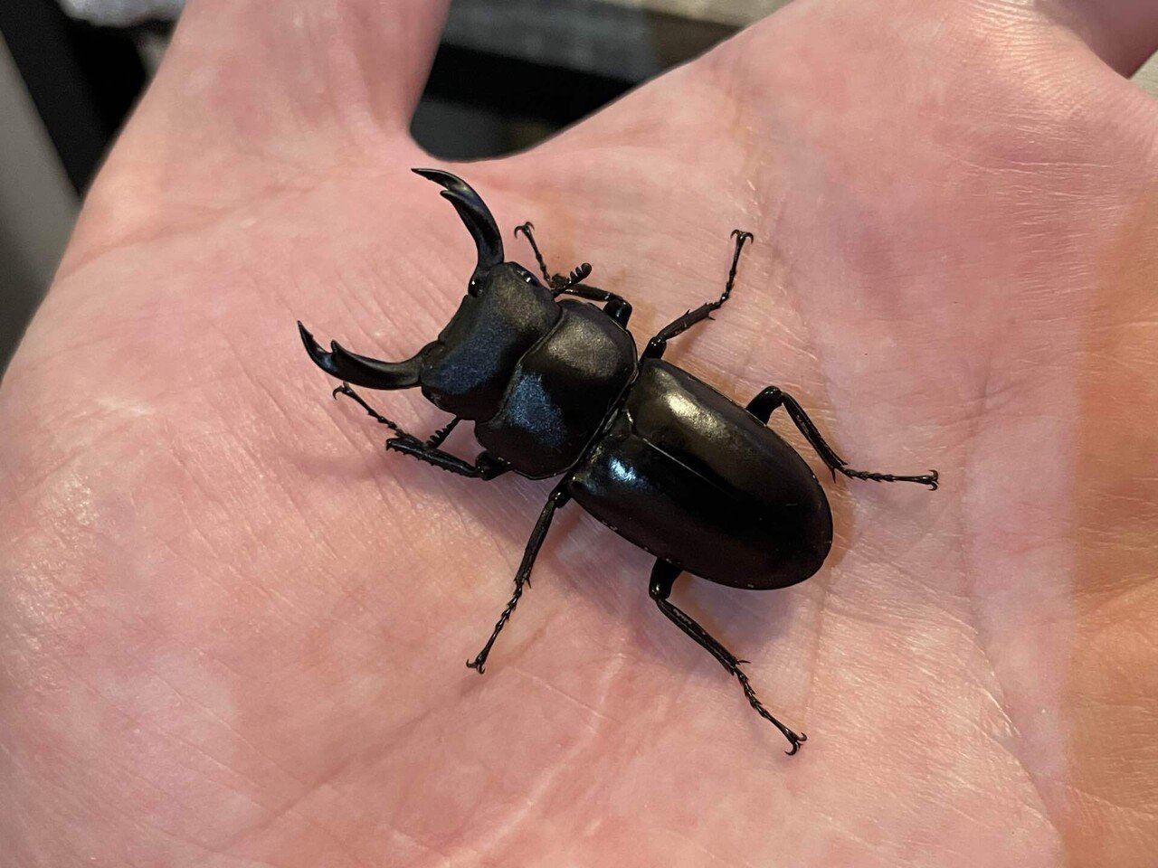 リュウキュウコクワガタ｜あまね屋さん