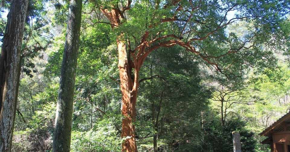 バリバリの木 小便の木 博打の木 森の案内人 Note