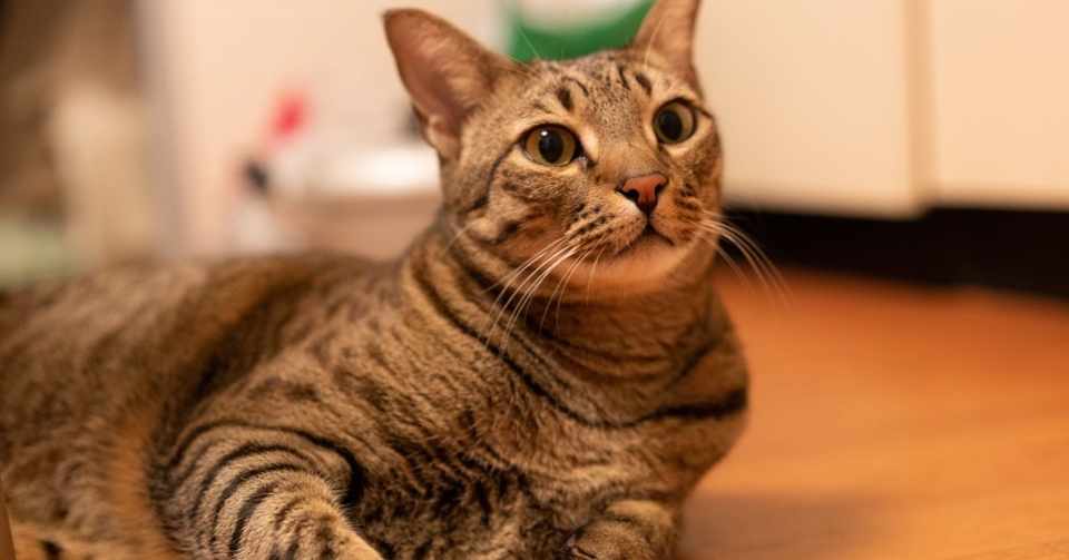 東京編 インド猫は暑さに強いのか Shintaro Note