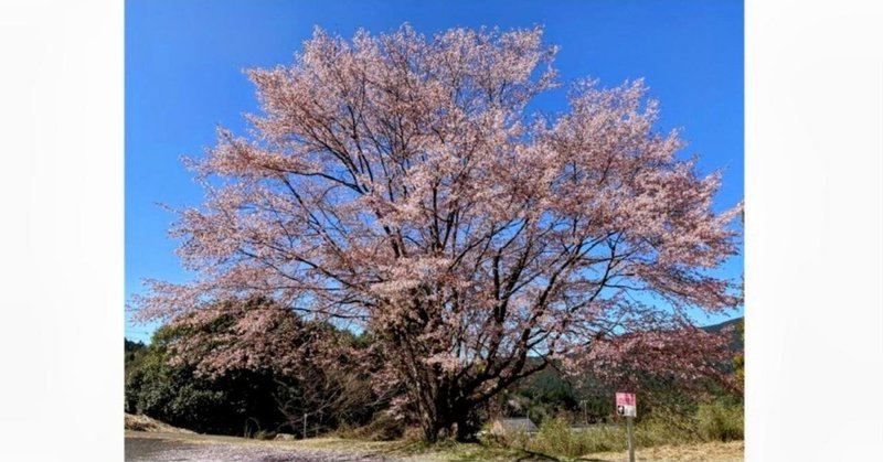 クマノザクラ｢長尾美春桜｣（三重県熊野市）【紀伊半島を知る、伝える】