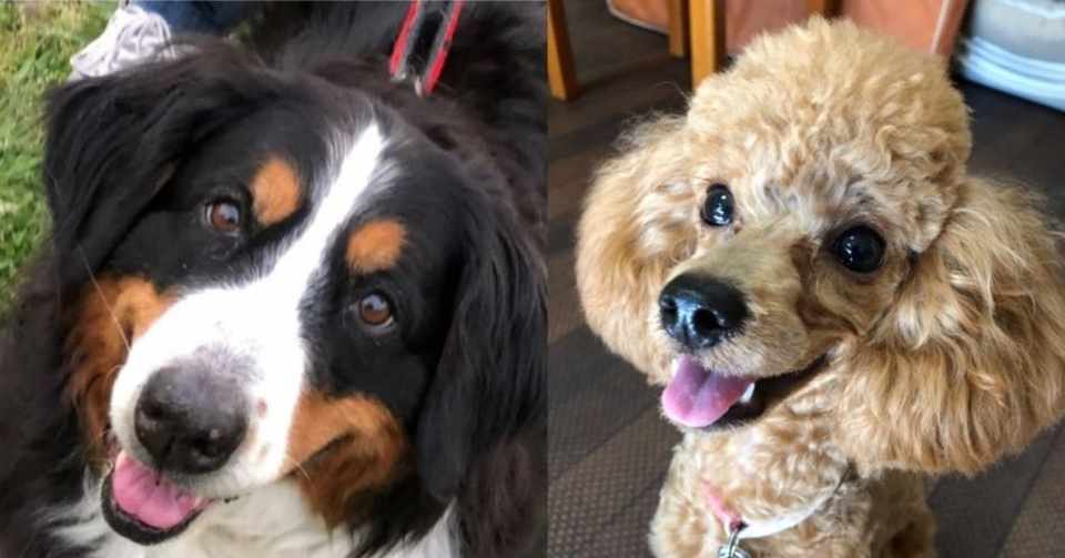 ペットを飼うと かかる費用はどれくらいですか Weave Note