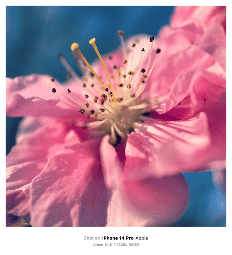 #そのへんの3cm vol.2532 iPhoneでマクロ連載#花桃 #花桃まつり にて。青空とのマリアージュ。#バラ目バラ科 