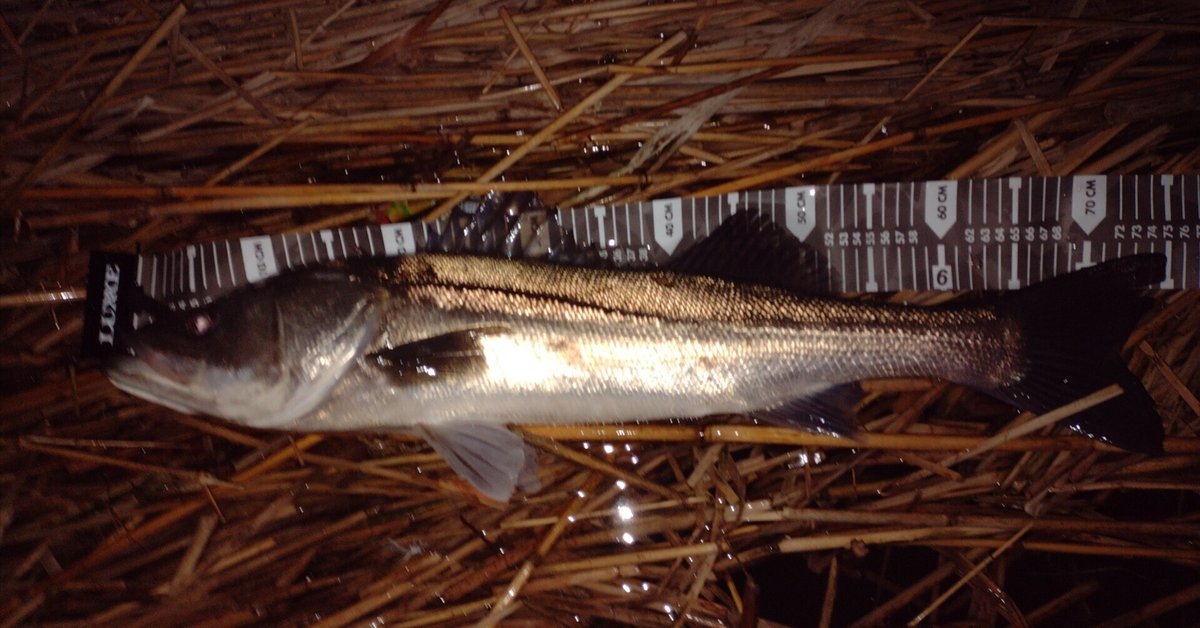 最近考えるシーバス釣りとその他の色々｜とかい 