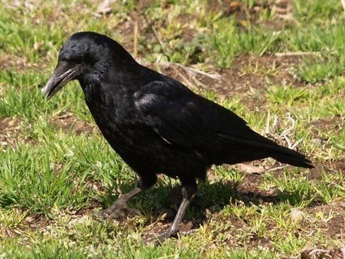 カラスの剥製 ハシボソガラス 希少 005-4s.jpg