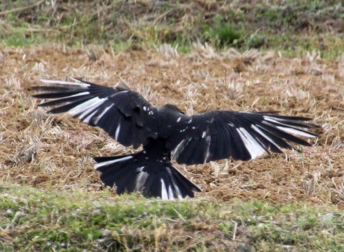 第458回 昔からのカラスはハシボソガラス(10回目)｜翆野 大地