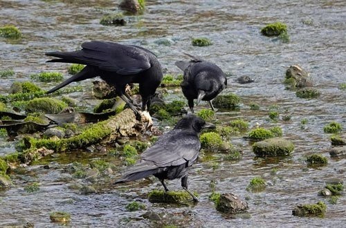 第458回 昔からのカラスはハシボソガラス(10回目)｜翆野 大地