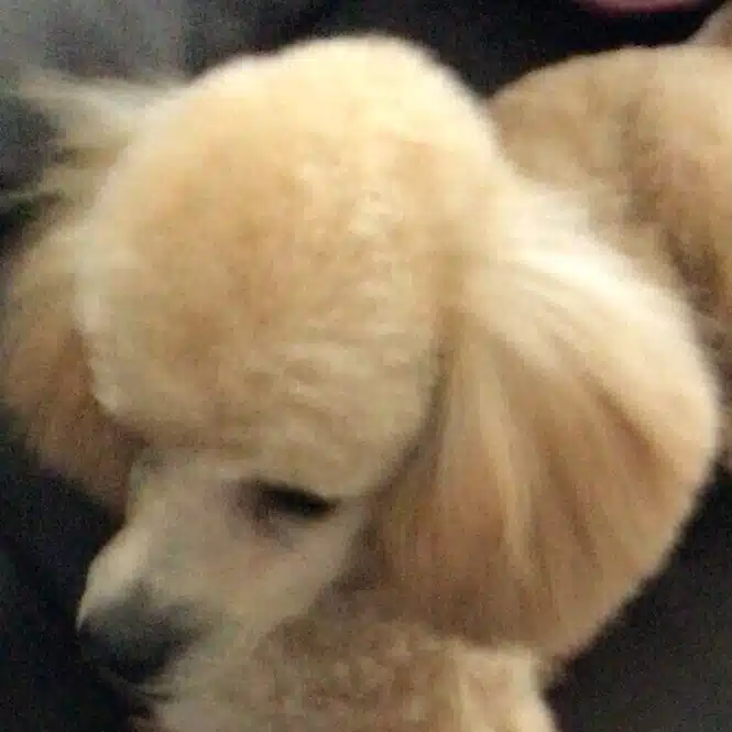 サクラ愛理