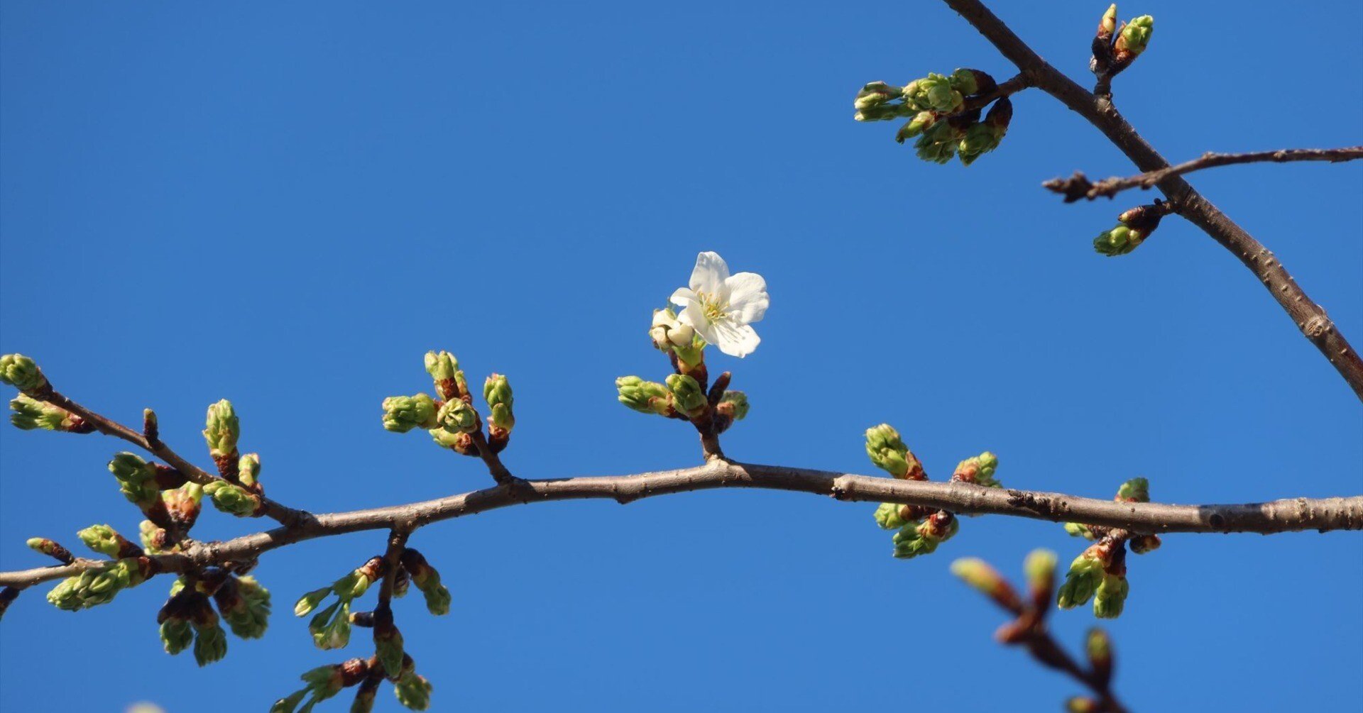 天然＊野生【山桜＊桜＊切り花＊つぼみの枝】ネコポス/可憐で素朴で可愛いです＾＾♪ 桜が咲き始めました｜kazaoka