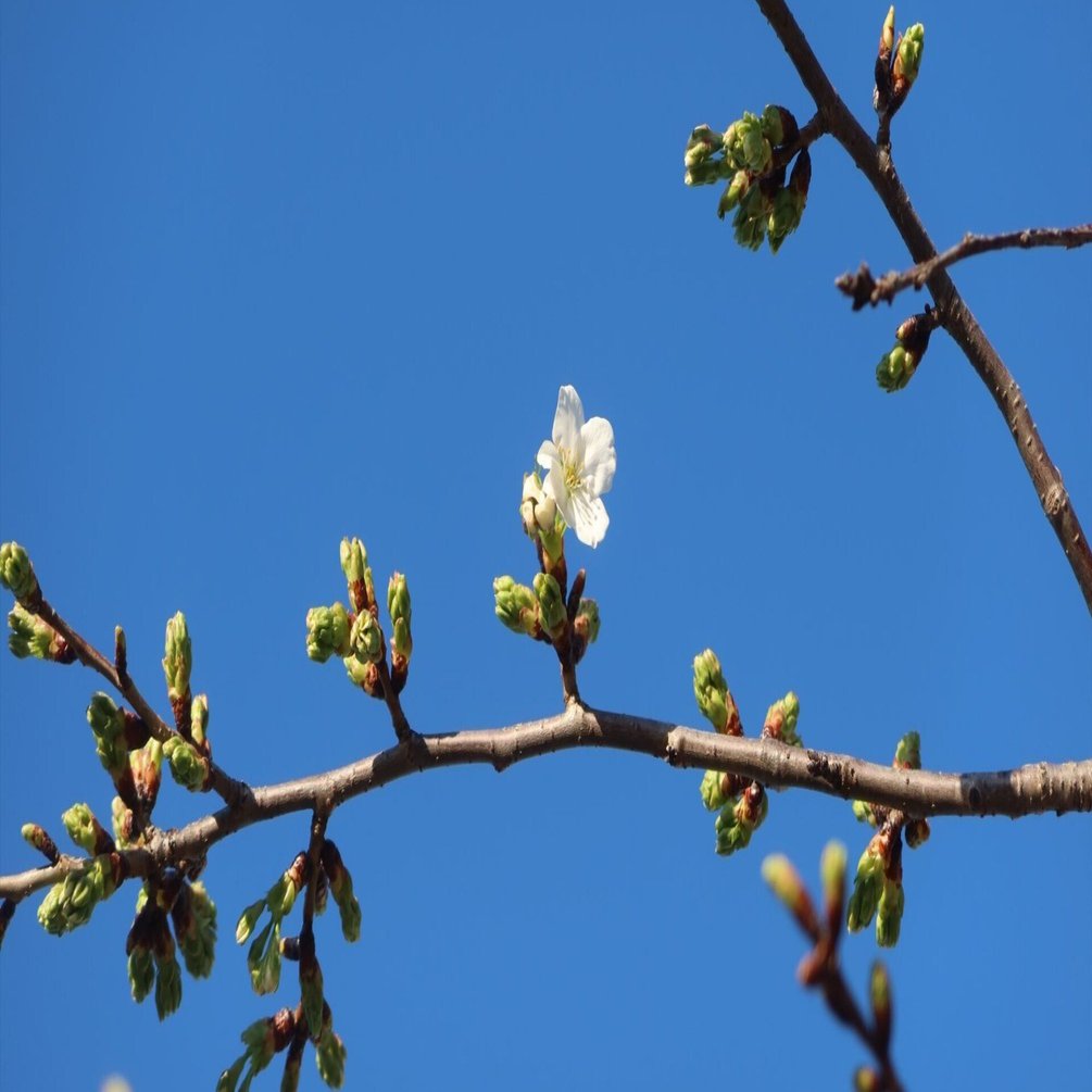 桜が咲き始めました｜kazaoka