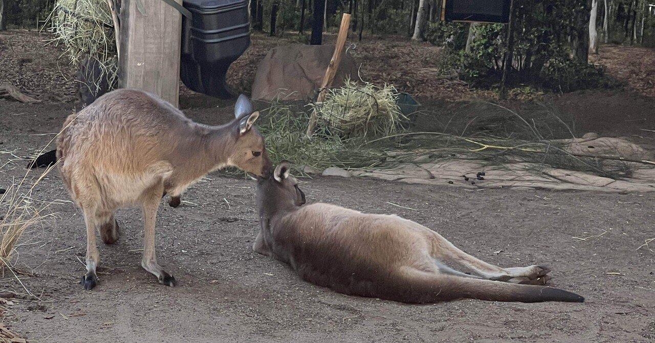 カンガルーの玉袋です」オーストラリアの定番土産が話題に