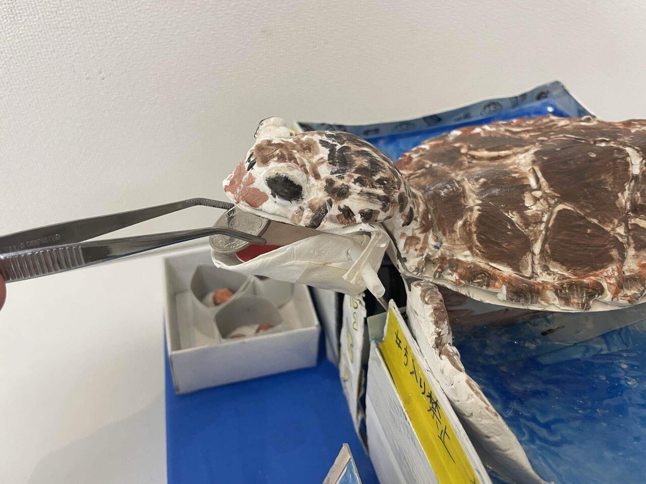 愛の詰まったウミガメがやって来た！｜桂浜水族館 公式